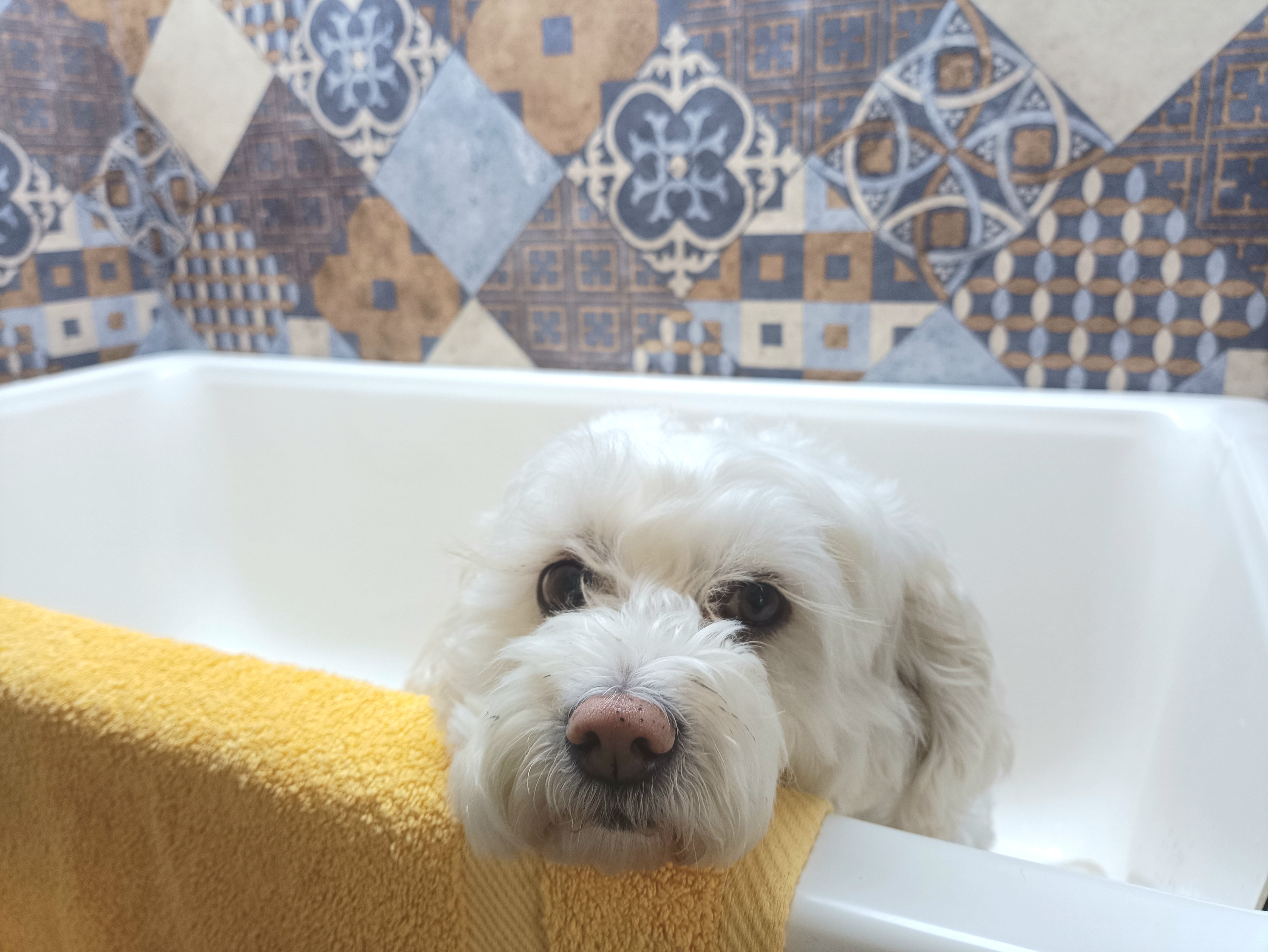 Hund nach der Pflege