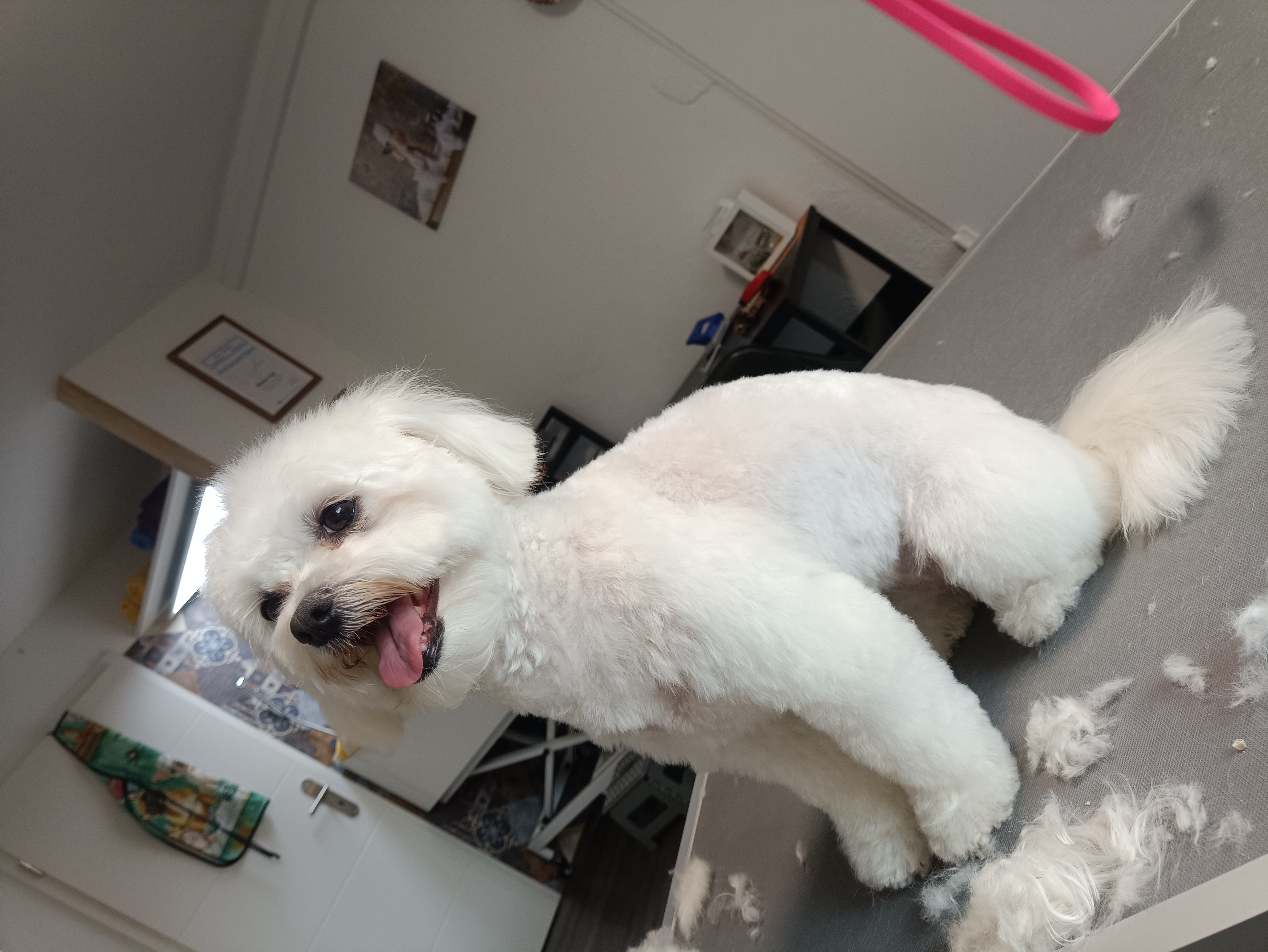 Hund nach dem Grooming