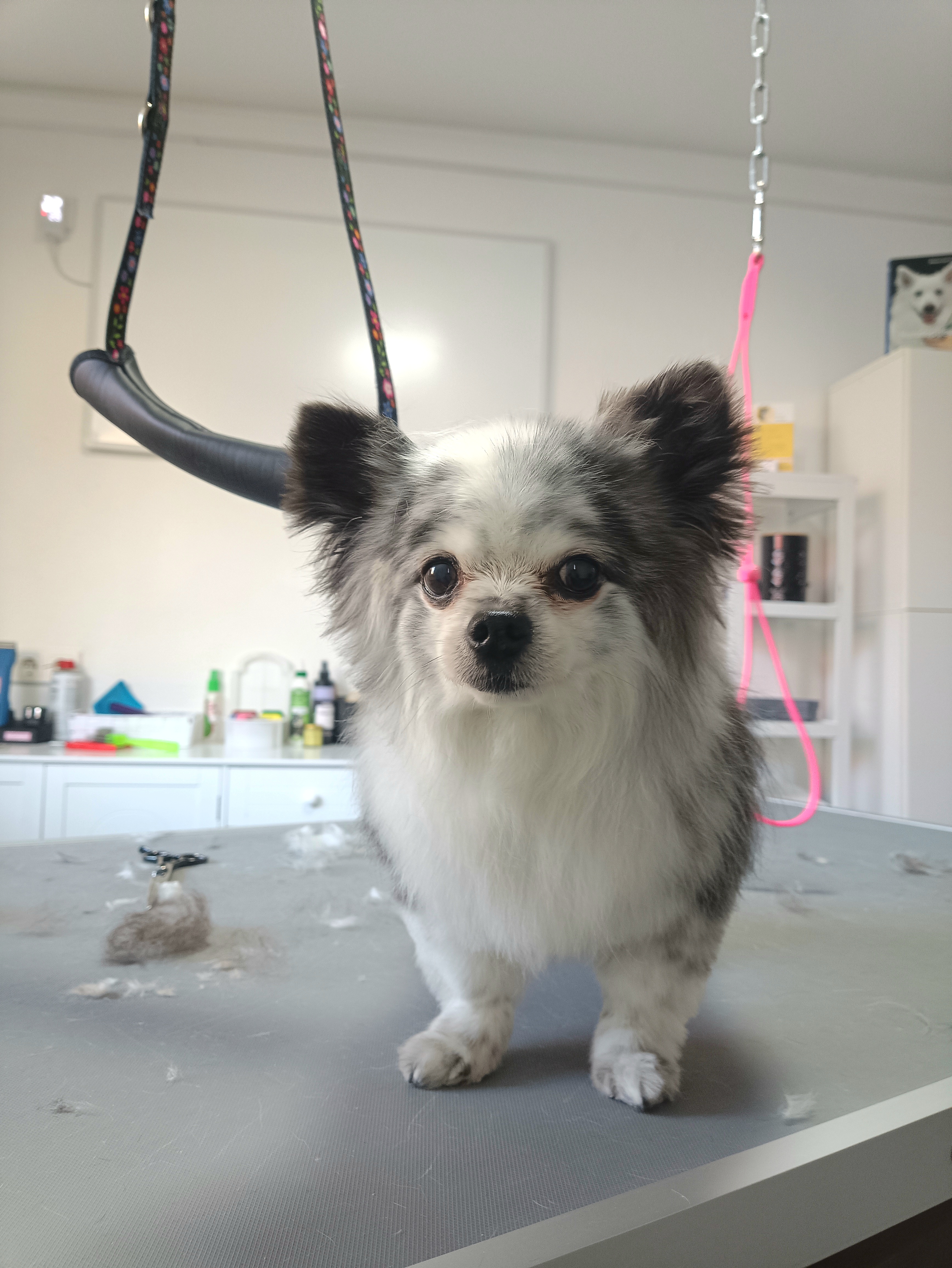 Hund im Hundesalon