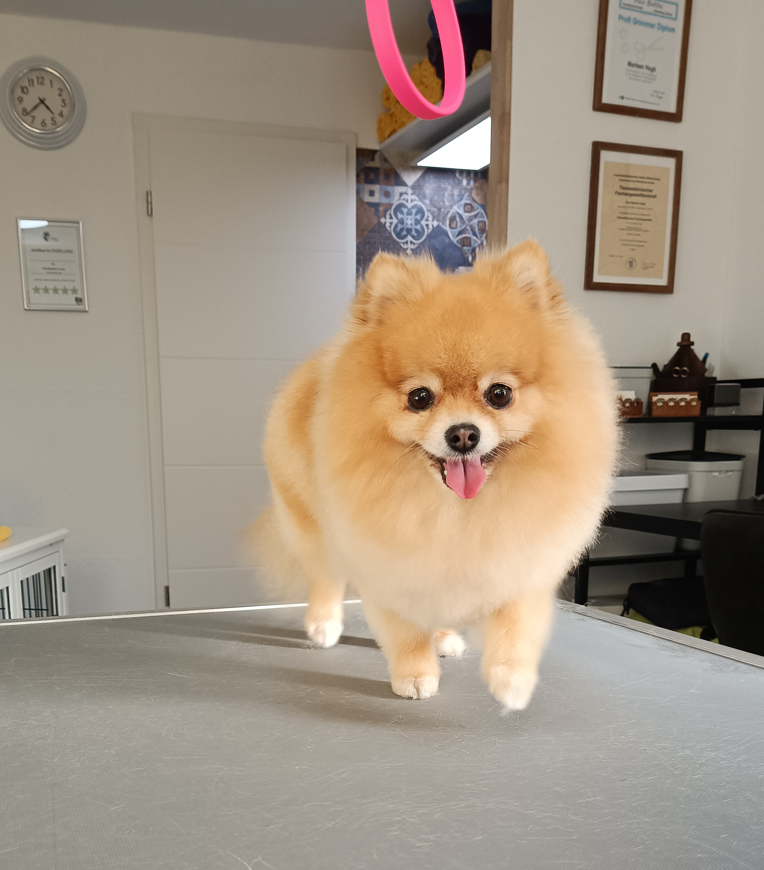 Hund im Hundesalon Luna